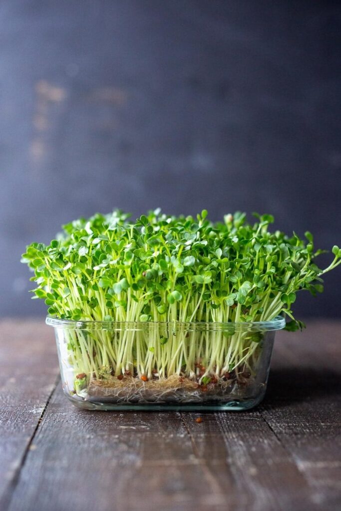 how to grow microgreens